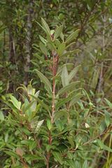 Nematolepis squamea squamea