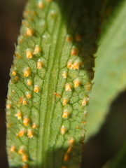 Puccinia sii-falcariae
