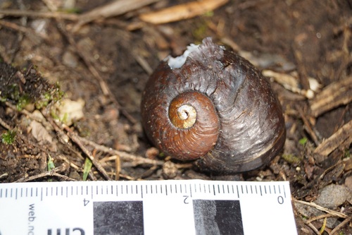 Rhytida clarki