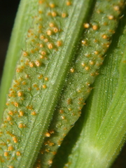 Puccinia sii-falcariae