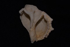 Bufonaria rana