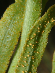 Puccinia sii-falcariae