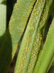 Puccinia sii-falcariae