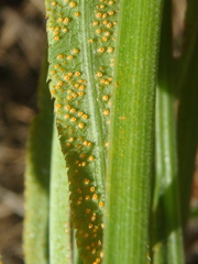 Puccinia sii-falcariae