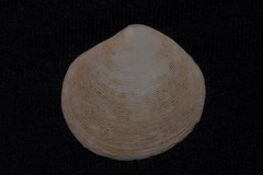 Semele crenulata