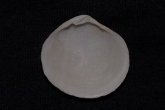 Semele crenulata