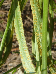 Puccinia sii-falcariae