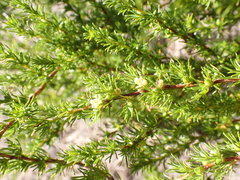 Cliffortia filifolia
