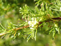 Cliffortia filifolia
