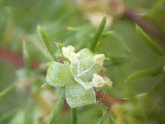 Cliffortia filifolia