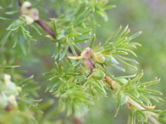 Cliffortia filifolia