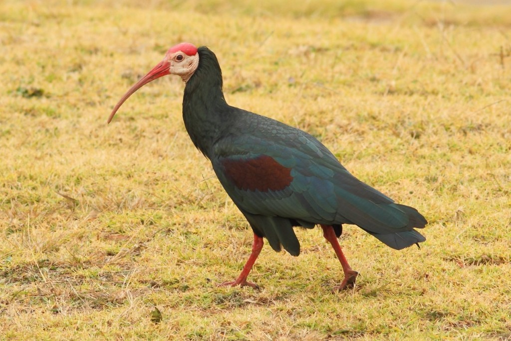 Southern Bald Ibis photo