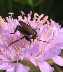 Empis ciliata