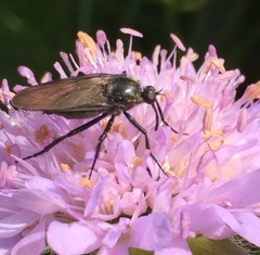 Empis ciliata