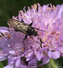 Empis ciliata