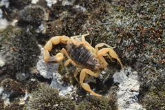 Olivierus caucasicus