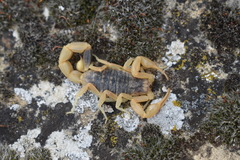 Olivierus caucasicus