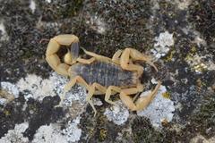 Olivierus caucasicus