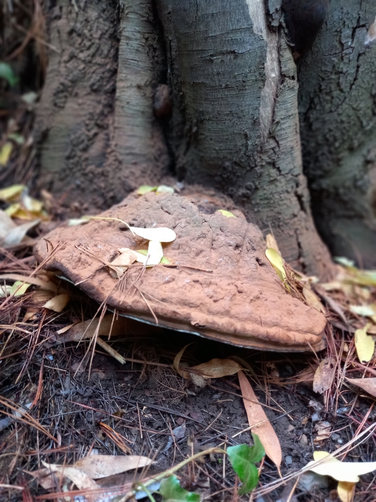 Ganoderma australe · May 2021 · photo: © soldemarmaulina (iNaturalist, cc-by)