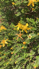 Hypericum balearicum