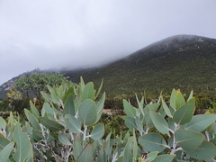 Eucalyptus pleurocarpa