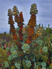 Hakea victoria