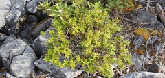 Veronica subfulvida
