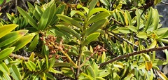 Veronica subfulvida