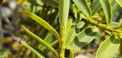 Veronica subfulvida