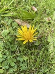 Taraxacum