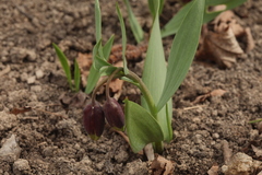 Fritillaria michailovskyi