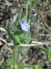 Buglossoides tenuiflora