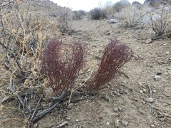 Eriogonum nidularium