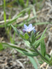 Buglossoides tenuiflora