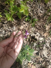 Lathyrus digitatus