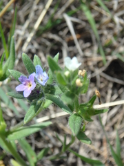 Buglossoides tenuiflora