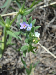 Buglossoides tenuiflora