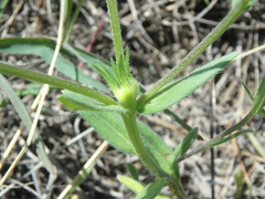 Buglossoides tenuiflora