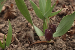 Fritillaria michailovskyi