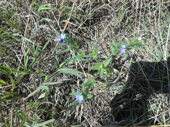 Buglossoides tenuiflora