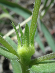 Buglossoides tenuiflora