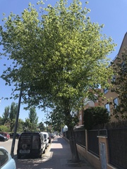 Acer negundo