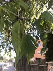 Acer negundo