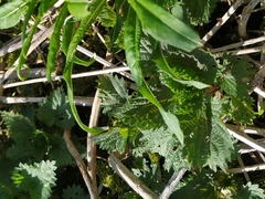 Urtica dioica