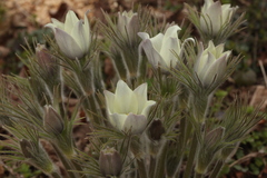 Pulsatilla orientali-sibirica