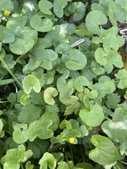 Ficaria verna