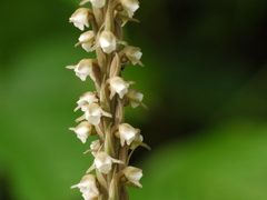 Peristylus plantagineus