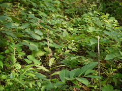 Peristylus plantagineus