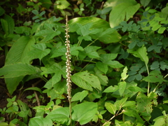 Peristylus plantagineus