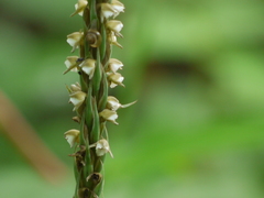 Peristylus plantagineus